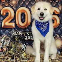 Thumbnail photo of JoeJoe #3