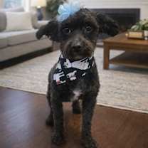 Thumbnail photo of Sasha (bonded pair) #1