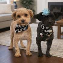 Thumbnail photo of Sasha (bonded pair) #2