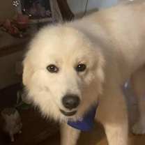 Thumbnail photo of JoeJoe #2