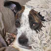 Thumbnail photo of Gracie #3