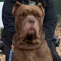 Thumbnail photo of Moose #1