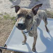 Thumbnail photo of Sadie #1