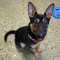 Thumbnail photo of Frank #1