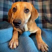 Thumbnail photo of Fanta- Puppy #2 (CoPAC Litter #9/2025) #4