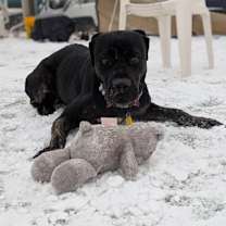 Thumbnail photo of Imani 81 #2