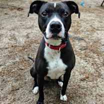 Thumbnail photo of Turbo #1