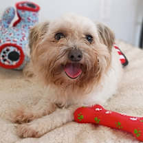 Thumbnail photo of Chiquita #1