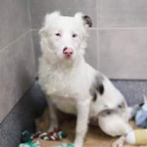 Thumbnail photo of Opie #2