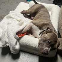 Thumbnail photo of Benji #4