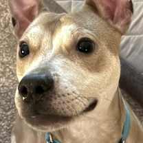 Thumbnail photo of FIGGY #1