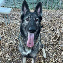 Thumbnail photo of Jasmine #2