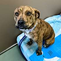 Thumbnail photo of "Annie" #1