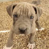 Thumbnail photo of Sterling JuM #1