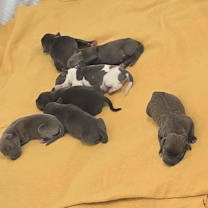 Thumbnail photo of Obi JuM #2