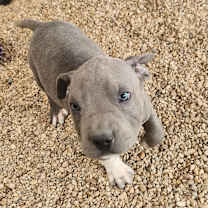 Thumbnail photo of Ash JuM #3