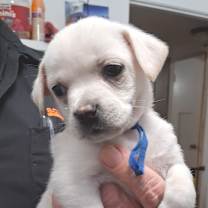 Thumbnail photo of Pearl JuM/GC #3