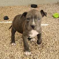 Thumbnail photo of Stormy JuM #3