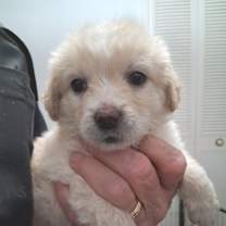 Thumbnail photo of Caramel JuM/GC #3