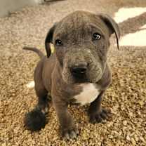 Thumbnail photo of Kosmo JuM #1