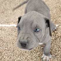 Thumbnail photo of Ash JuM #1