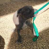 Thumbnail photo of Kosmo JuM #4