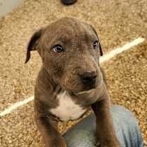 Thumbnail photo of Kosmo JuM #3