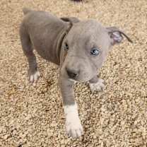 Thumbnail photo of Ash JuM #4