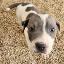 Thumbnail photo of Obi JuM #4