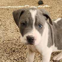 Thumbnail photo of Obi JuM #1