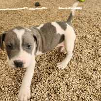 Thumbnail photo of Obi JuM #3