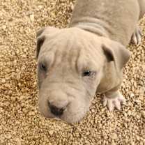 Thumbnail photo of Sterling JuM #4