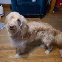 Thumbnail photo of Ozzie #3