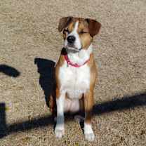 Thumbnail photo of Foxie #4