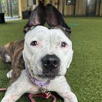 Thumbnail photo of Diamond #2