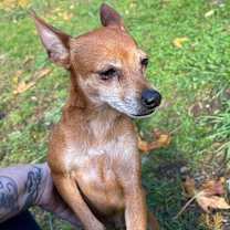 Thumbnail photo of PEE WEE (bonded w/Ty) #4