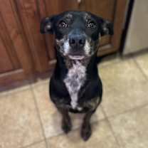 Thumbnail photo of Chief #2