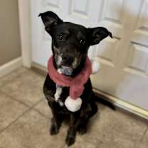 Thumbnail photo of Chief #3