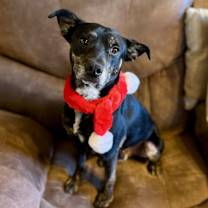 Thumbnail photo of Chief #4