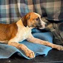 Thumbnail photo of Sprite- Puppy #3 (CoPAC Litter #9/2025) #2