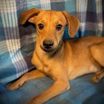 Thumbnail photo of Crush- Puppy #4 (CoPAC Litter #9/2025) #4