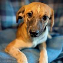 Thumbnail photo of Squirt- Puppy #5 (CoPAC Litter #9/2025) #1