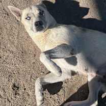 Thumbnail photo of Cookie #2