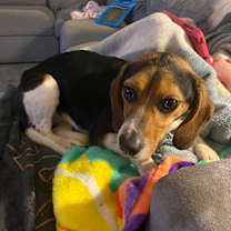 Thumbnail photo of Oakley #4