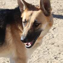 Thumbnail photo of Rue #1