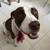 Thumbnail photo of Milkshake #1