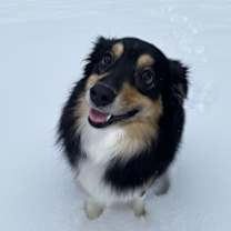 Thumbnail photo of Dolly #4