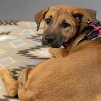 Thumbnail photo of Carmel #4