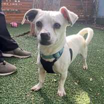 Thumbnail photo of Sweet Tart #4