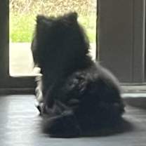 Thumbnail photo of Koda/Bubba #1